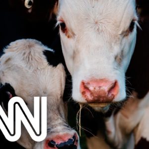 Casos descartados de “vaca louca” não têm relação com consumo de carne | JORNAL DA CNN