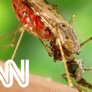 Brasil, Colômbia e Venezuela acumulam 77% dos casos de malária nas Américas | LIVE CNN