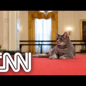 Casa Branca recebe Willow, nova gata da família Biden | CNN PRIME TIME