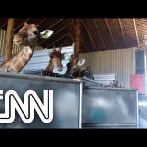 Polícia Federal prende dois homens e apreende 15 girafas em resort no Rio de Janeiro | VISÃO CNN