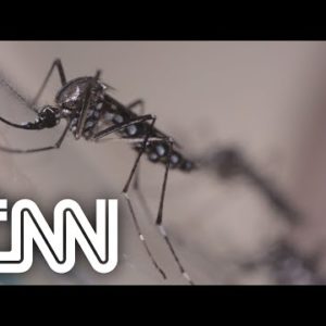 Em quatro meses, casos de dengue no Brasil superam total de 2021 | NOVO DIA