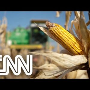 Conexão Agro: Geadas devem prejudicar a produção de milho e feijão