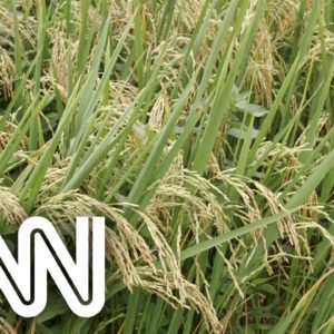 Conexão Agro: Arroz pode servir como substituto do milho na ração animal