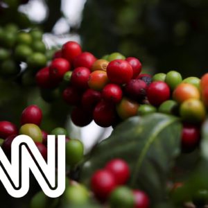 Conexão Agro: Ministério da Agricultura cria padrão para classificar café torrado