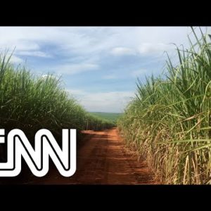 Conexão Agro: Produção de cana-de-açúcar deve crescer 1,9% na safra 2022/2023