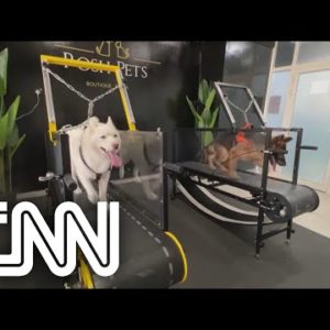 Abu Dhabi inaugura academia para cachorros | EXPRESSO CNN