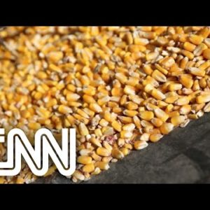 Conexão Agro: Avicultores reclamam da demora na importação de milho
