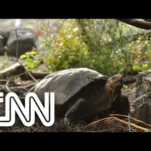 Ilhas Galápagos voltam a ter tartarugas gigantes | CNN SÁBADO
