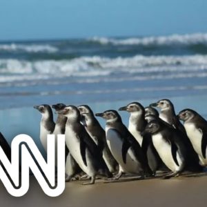 Quase 300 pinguins morrem no litoral de Santa Catarina | VISÃO CNN