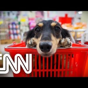 Rio é a primeira cidade a permitir pets em supermercados | JORNAL DA CNN