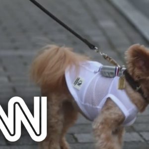 Ventiladores corporais para cães são novidade no Japão | NOVO DIA
