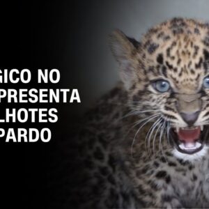 Zoológico no Peru apresenta dois filhotes de leopardo
