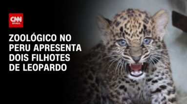 Zoológico no Peru apresenta dois filhotes de leopardo